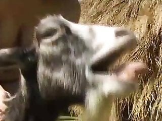 Zoophilia porn and animal sex
