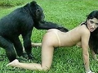 Porn Animal