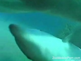 Underwater stimulation for a diver with ion for zoophilia