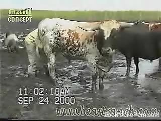 Sexy bull flashing its dick while chilling outdoors