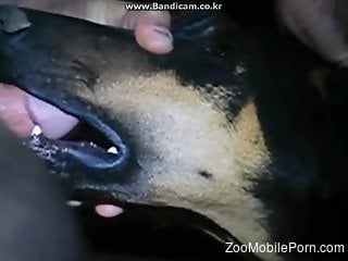 Nude man gags his dog and lets him lick the penis